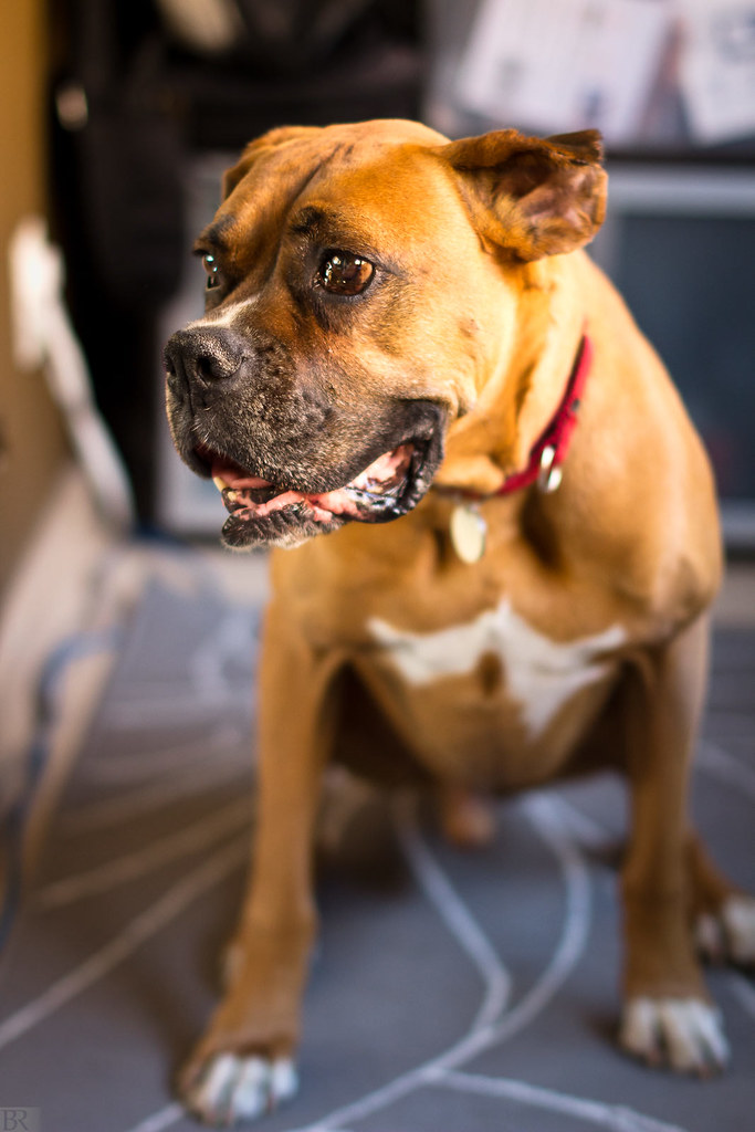 Dog Fostering