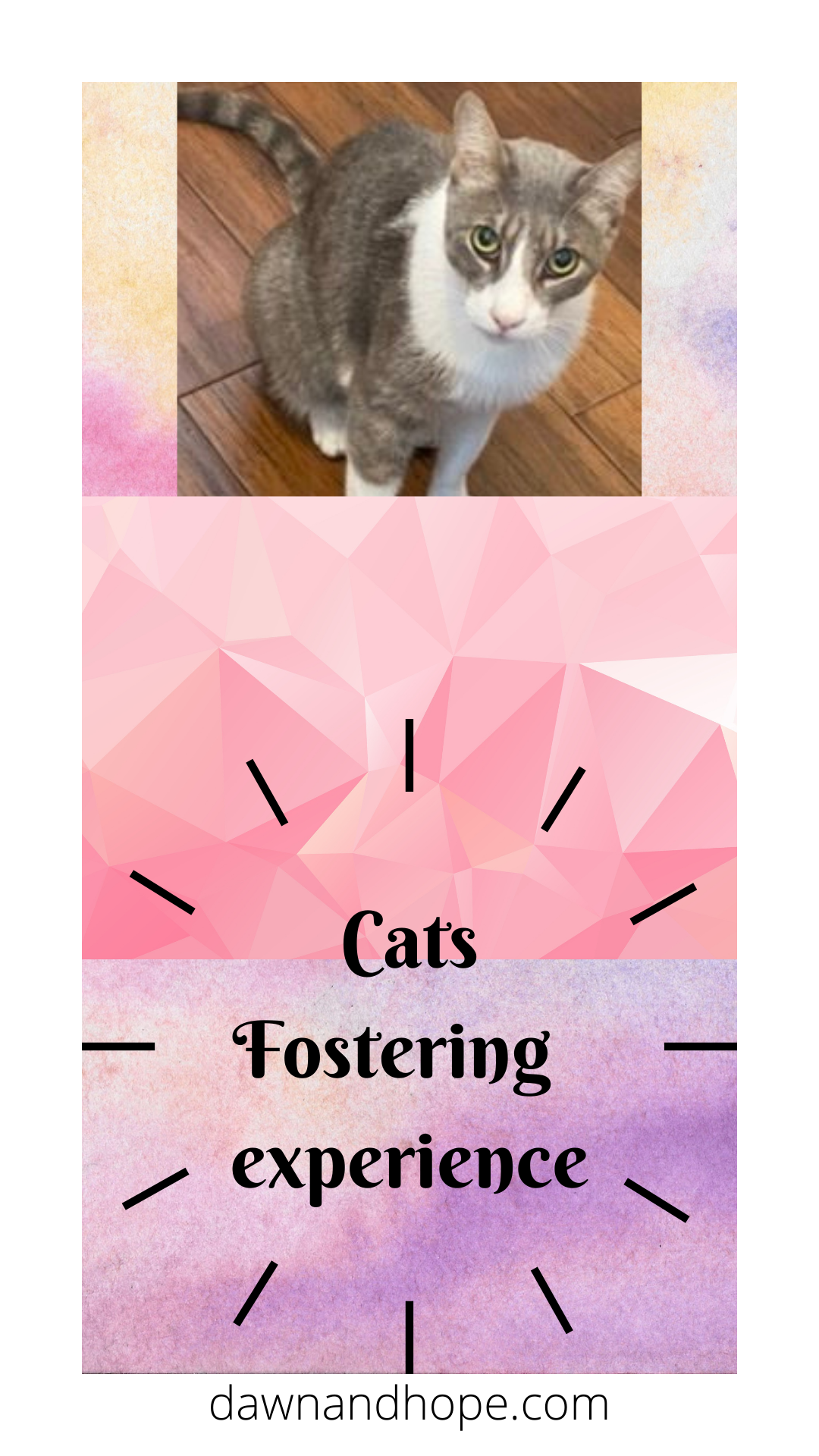 cat fostering experience